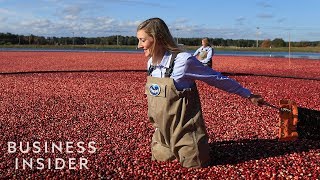 How Ocean Spray Harvests 220 Billion Cranberries A Year [upl. by Assehc]