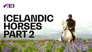 The Uniqueness of Icelandic Horses  PART 2 Horse Tourism in Iceland  Equestrian World [upl. by Tsiuqram]