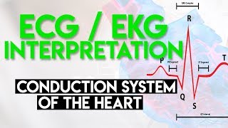 Electrical Conduction System of the Heart  ECG EKG Interpretation Part 1 [upl. by Bobby]