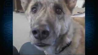 Ultimate Dog Tease Video Becomes Viral Sensation Episode 1  Cute Animals  ABC News [upl. by Jacobba]