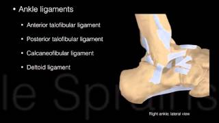 Ankle and Foot Structure and actions [upl. by Warner]