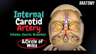 Internal Carotid Artery Scheme Side branches Circle of Willis  Anatomy [upl. by Nit983]