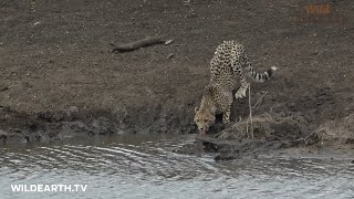 Crocodile attacks unsuspecting cheetah cub [upl. by Gottfried918]