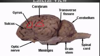 Sheep Brain Dissection Guide [upl. by Patterson]