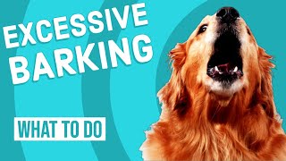 How to Stop Your Dog From Barking Excessively [upl. by Gershom352]