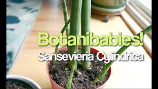 Sansevieria Cylindrica Snake Plant How to Harvest the Babies [upl. by Nodarb657]