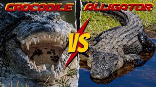 quotAlligator vs Crocodile  Differences Unveiled [upl. by Anilef]