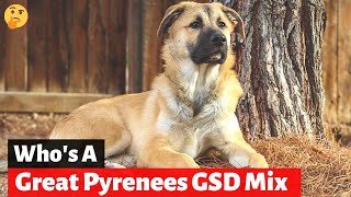 Should you get A German Shepherd Great Pyrenees MixBreed Shepnees [upl. by Dyrrej]