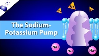 The SodiumPotassium Pump [upl. by Ruvolo165]