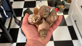 How To Cook Whelk Sea Snails [upl. by Nuli]