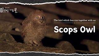 Scops Owl the bird which has run together with us  KOREA [upl. by Nidya]