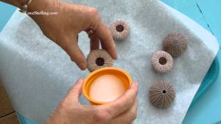 How To Clean Sea Urchins [upl. by Irina]