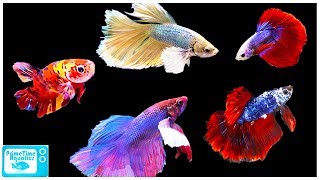 Betta Fish Care Guide Everything You Need to Know [upl. by Neila637]