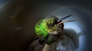 Snoring hummingbird  Super Cute Animals  BBC [upl. by Cnahc]