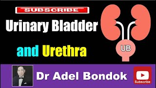 Urinary Bladder and Urethra Dr Adel Bondok [upl. by Aciemaj]