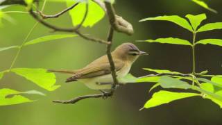 Redeyed Vireo Portrait [upl. by Eseela]