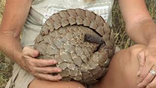 What is a Pangolin  The Pangolin No Time to REST [upl. by Oletta]