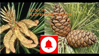 Pinus  Reproduction [upl. by Avir]