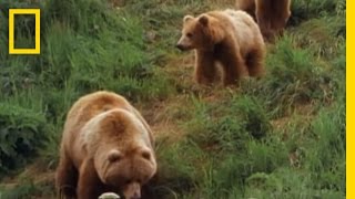 Mom Grizzly Teaches Her Cubs  National Geographic [upl. by Osyth]