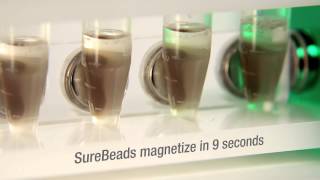 SureBeads™ Magnetic Bead System for Immunoprecipitation [upl. by Batory835]