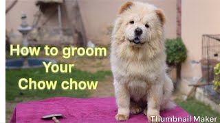 How to groom a chow chow at home [upl. by Underwood]