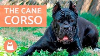 All About the CANE CORSO  Traits and Training [upl. by Fridlund]