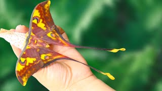 Sulawesi Moon Moth Actias isis commentary  EXTREMELY Rare [upl. by Arutak]