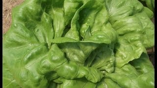 Easy 30 Day Hydroponic Lettuce [upl. by Amilas219]