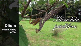 Giant Asian mantis Hierodula patellifera  part 2 [upl. by Yrallih]