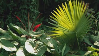 How to Create a Tropical Garden  Mitre 10 Easy As Garden [upl. by Nhor]