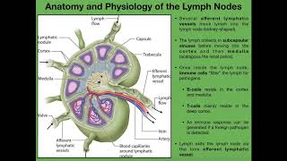 Normal Lymphatic Anatomy and Flow [upl. by Anippesuig]