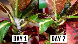 5 SIMPLEST Ways To GET Rid of Mealybugs In MINUTES [upl. by Box]