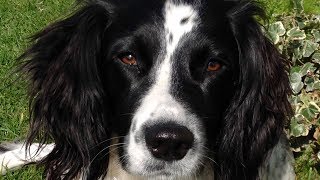 Why To Get An English Springer Spaniel [upl. by Feingold208]