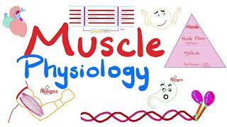 Muscle Structures  Actin Myosin  I band A band H zone M line  Muscle Physiology Series [upl. by Lena221]