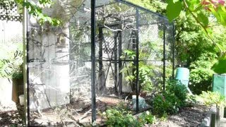 Beautiful Natural Finch Aviary How to set one up [upl. by Vogeley743]