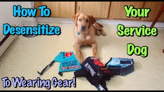 How To Vest Train A Service Dog In Training [upl. by Lerrud648]