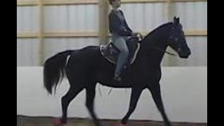 The Gaited Horse Gait Spectrum [upl. by Aeneus]