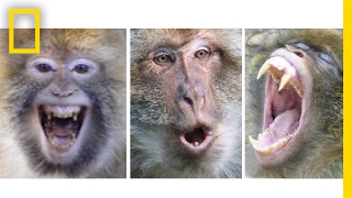 Can You Tell a Monkeys Mood From Its Face  National Geographic [upl. by Deron687]