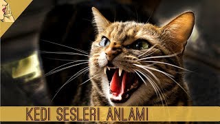 Kedilerin Sesleri Ne Anlama Geliyor  GERÇEK KEDİ SESİ  Cat Meow Sound KediSesi Kedi Kediler [upl. by Howie]