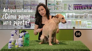 Antiparasitarios Pipetas para perros y gatos  Tiendanimal [upl. by Sandberg]