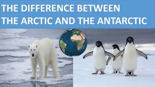 THE DIFFERENCE BETWEEN THE ARCTIC AND THE ANTARCTIC  SCIENCE VIDEO FOR KIDS [upl. by Esiuol]