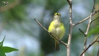 Whiteeyed Vireo singing [upl. by Annawd]