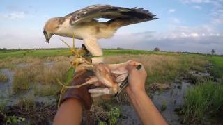 hunting with changeable hawk eagle quottheoquot [upl. by Florian]