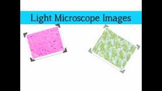 Comparing Microscopes [upl. by Rahman]