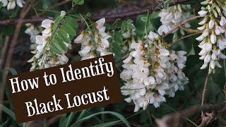 How to ID Black Locust Tree  Wild Edible [upl. by Lichter]