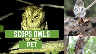 Scops owls  scops owl feeding  scops owl feeding  scops owl care  scops owl pet [upl. by Nnaeilsel]