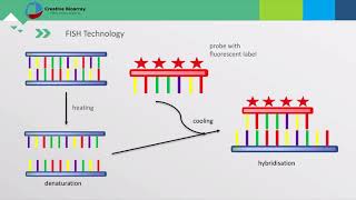 Fluorescent In Situ Hybridization FISH Assay [upl. by Eachern]