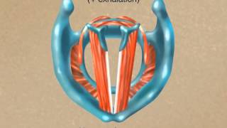 How the Larynx Produces Sound [upl. by Landers]