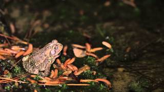 American Toad Calling [upl. by Nnil]