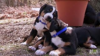 Swiss Mountain Dogs Hike  Too Cute [upl. by Asile18]